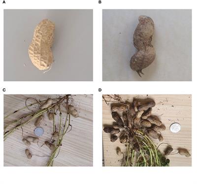 Classification of peanut pod rot based on improved YOLOv5s